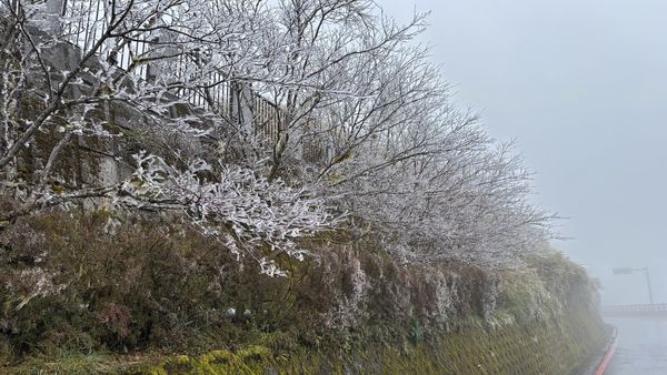 ▲▼宜蘭太平山霧淞美景。（圖／太平山遊樂區提供，下同）