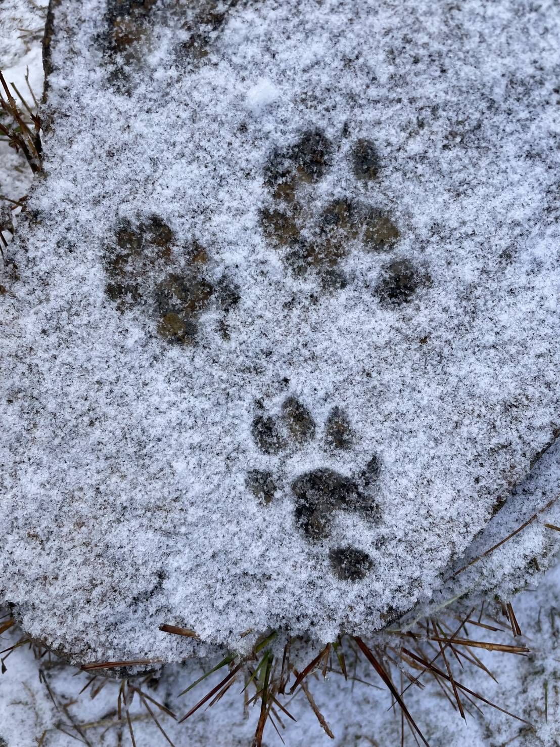 ▲雪霸國家公園高山陸續降下冰霰，雪霸處呼籲登山要注意保暖和安全措施。（圖／雪霸國家公園管理處提供）