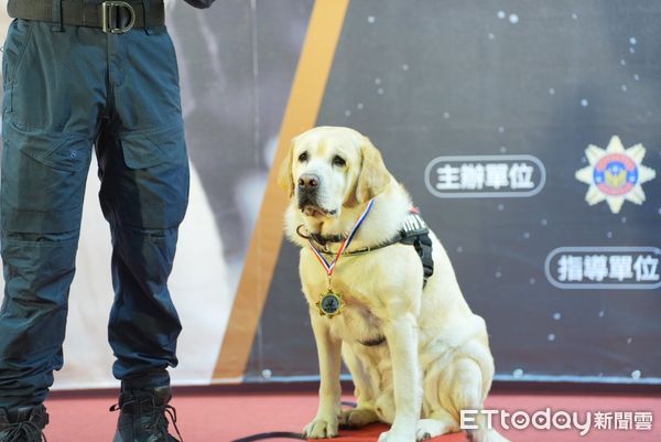 ▲▼             新北市6隻警犬退休，包括台灣唯一血跡偵搜犬。（圖／記者陳以昇攝，下同）