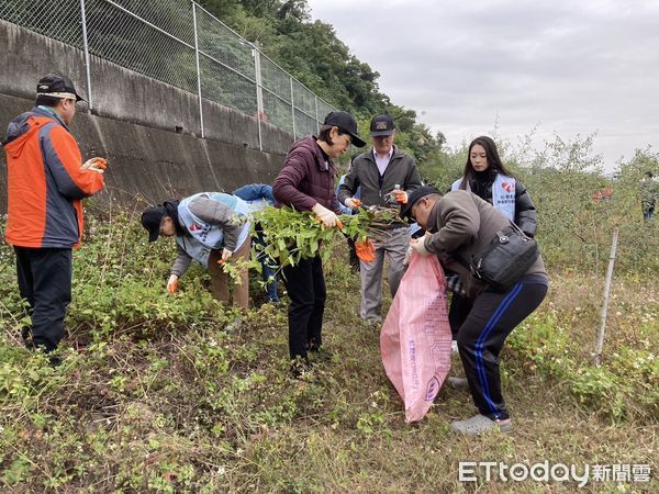 ▲▼林業保育署南投分署發起公私協力移除外來種植物、守護石虎棲地。（圖／林業保育署南投分署提供）