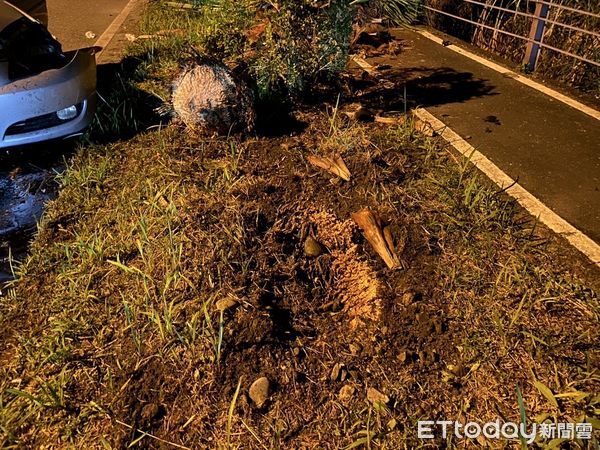 ▲▼婦人小客車撞擊路樹，衝擊力道竟將路樹連根撞飛，車頭嚴重變形。（圖／民眾提供，下同）