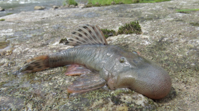 秘魯發現27個全新物種！　「兩棲老鼠、圓頭魚」驚呆科學家