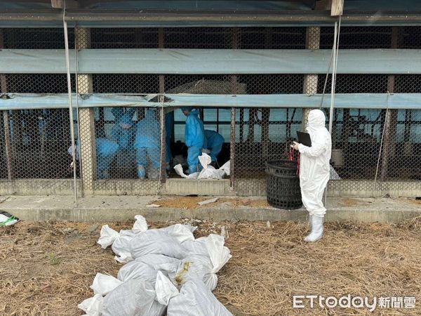 ▲雲林東勢鄉土雞場20日主動通報疑似疫情，經檢驗確診H5N1亞型高病原性禽流感，撲殺5225隻8週齡黑羽土雞。（圖／記者王悉宇翻攝）