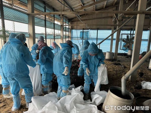 ▲雲林東勢鄉土雞場20日主動通報疑似疫情，經檢驗確診H5N1亞型高病原性禽流感，撲殺5225隻8週齡黑羽土雞。（圖／記者王悉宇翻攝）