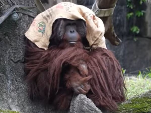 ▲（圖／翻攝自Facebook／Taipei Zoo　臺北市立動物園）