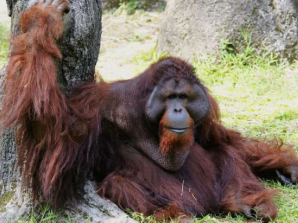 ▲（圖／翻攝自Facebook／Taipei Zoo　臺北市立動物園）