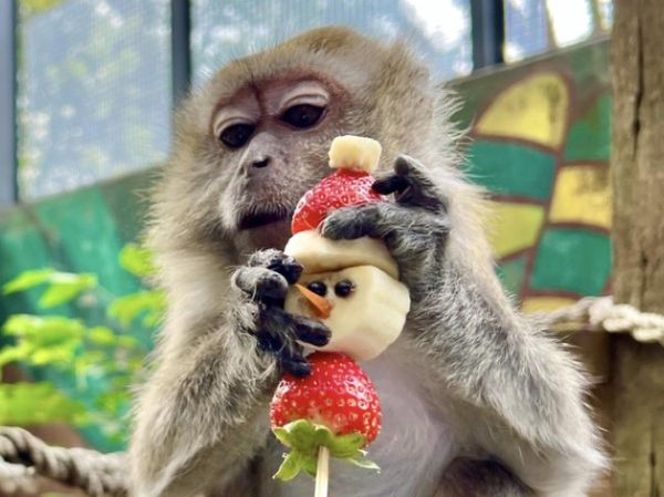 ▲（圖／翻攝自Facebook／Shou Shan Zoo 壽山動物園）