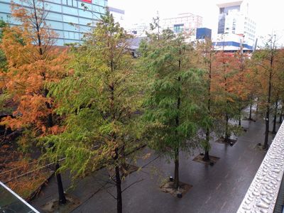 信義區就有「落羽松秘境」40株轉紅中