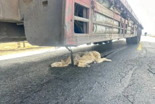 ▲▼陸「網紅狼」遭貨車撞死！生前被遊客餵成「水桶腰」。（圖／翻攝微博）