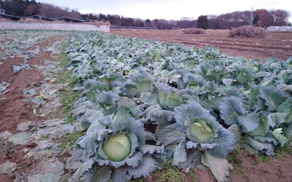 ▲遭竊的高麗菜園。（圖／翻攝自微博）