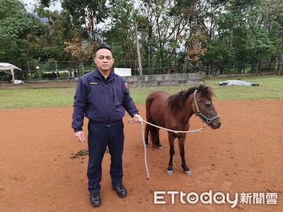 迷你馬不見了飼主急報案　警急尋找...赫見2馬河邊低頭吃嫩草