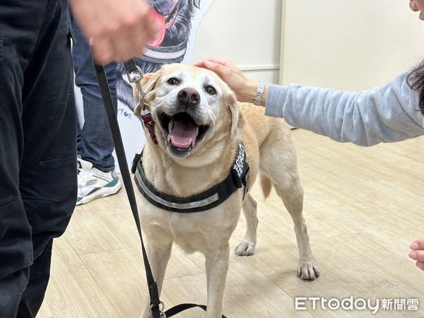 ▲台中4警犬卸下「警用胸背帶」退休！牠的新家有700坪草皮盡情跑跑。（圖／記者許權毅攝）