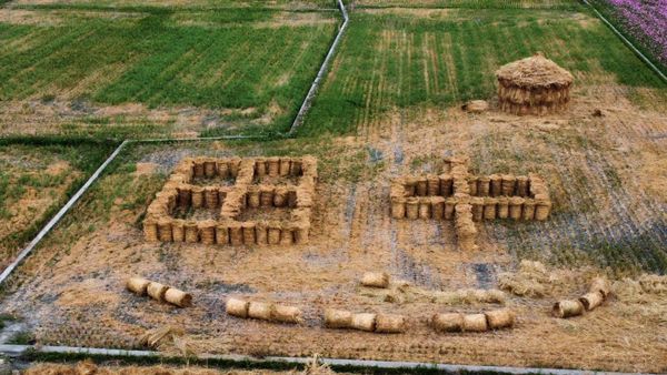 ▲天王任賢齊拍攝宣傳田中花海，小齊樹爆紅。（圖／翻攝自田中農會）