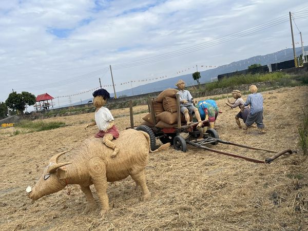 ▲天王任賢齊拍攝宣傳田中花海，小齊樹爆紅。（圖／翻攝自田中農會）