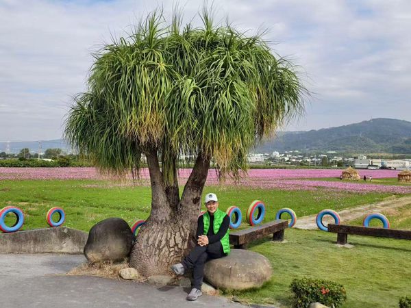 ▲天王任賢齊拍攝宣傳田中花海，小齊樹爆紅。（圖／翻攝自田中農會）