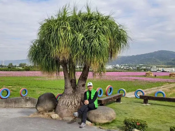 ▲天王任賢齊拍攝宣傳田中花海，小齊樹爆紅。（圖／翻攝自田中農會）