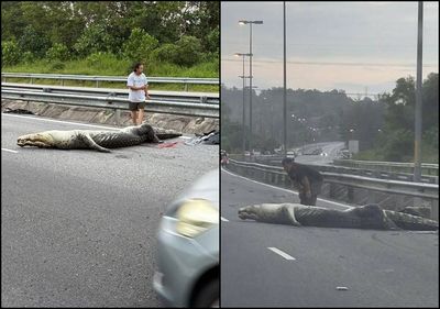 鱷魚爬進高速公路被猛撞慘死　屍體佔1車道「腹部朝天」照片曝光