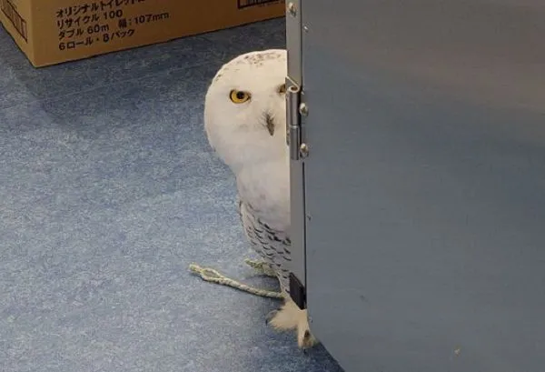 ▲動物醫院雪鴞化身「嚴肅監工」　從櫃子後緊盯掃除進度。（圖／翻攝自X／@kibatanoukoku）