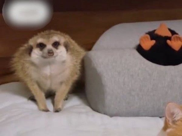 ▲（圖／翻攝自小紅書／大蒙與小可愛們）