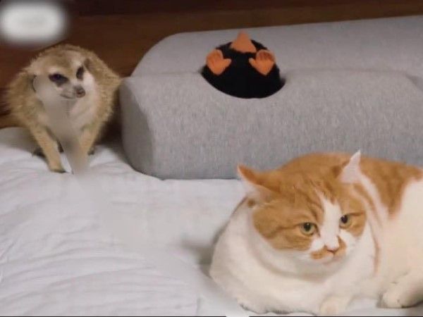 ▲（圖／翻攝自小紅書／大蒙與小可愛們）