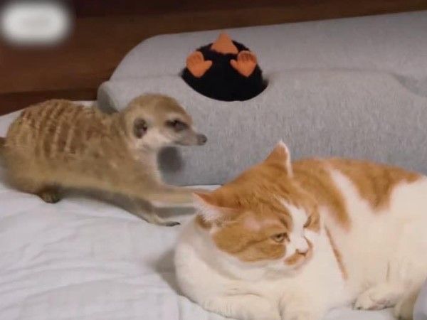 ▲（圖／翻攝自小紅書／大蒙與小可愛們）