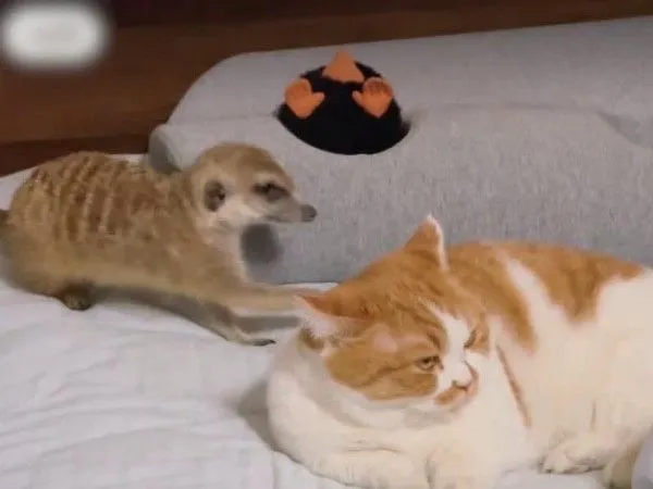 ▲（圖／翻攝自小紅書／大蒙與小可愛們）