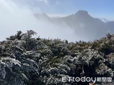 玉山今晨探-1.6度　白色霧淞覆蓋山林美景曝