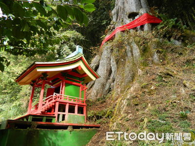 林業人員重要信仰曝！望鄉分場紅檜神木前　迷你神社供俸山神