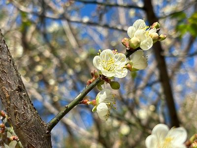 北部最大「角板山梅花季」要來了！