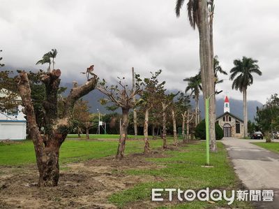 傳達上帝的愛！芥菜種會捐地舖道路　20棵老樹移植全留下