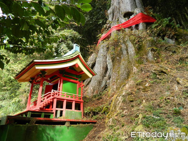 ▲望鄉分場的紅檜神木前，有供俸山神的迷你神社，迄今仍是林業從業人員重要的信仰來源。（圖／林業保育署南投分署提供，下同）