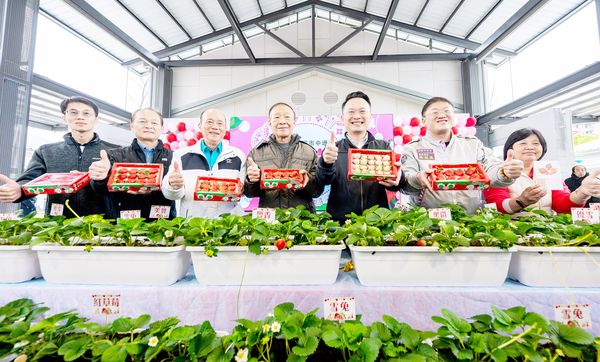 ▲「2024桃園市中壢區創新草莓產業文化季行銷推廣，副市長蘇俊賓與農糧署北區分署秘書李瑞玉等人共同推廣桃園草莓。（圖／市府新聞處提供）