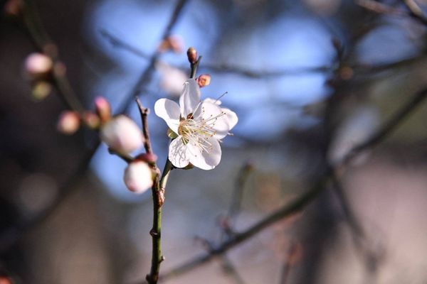 ▲桃園市復興區「角板山梅花季」將於明年1月4日起開跑，開幕式當天，邀請到霹靂布袋戲到行館梅園表演，而室內展館展出「旅繪角板山」，將配合梅花季同步開放。（圖／桃園市觀旅局提供）