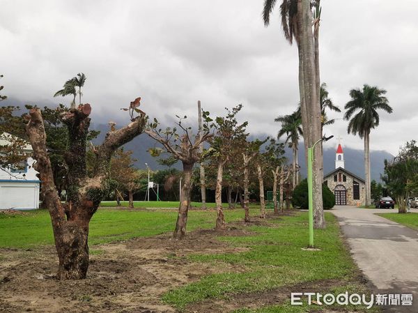 ▲拓寬工程將20棵老樹移植至少年之家園區。（圖／芥菜種會提供，下同）