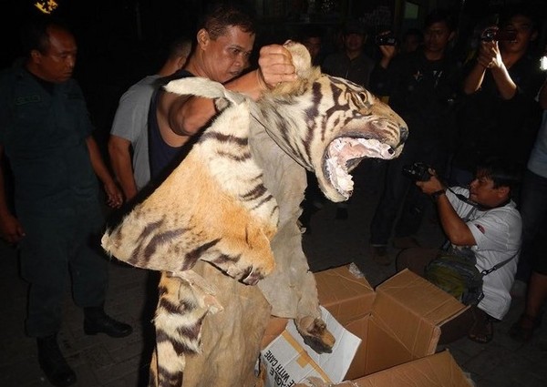 印尼,走私,偷渡,老虎,蘇門答臘虎