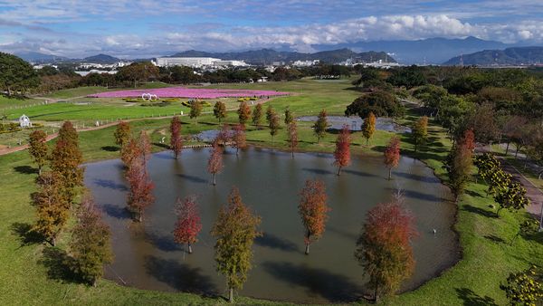 ▲后里環保公園-落雨松森林,后里環保公園花海將持續綻放至春節假期。（圖／台中市政府建設局提供）