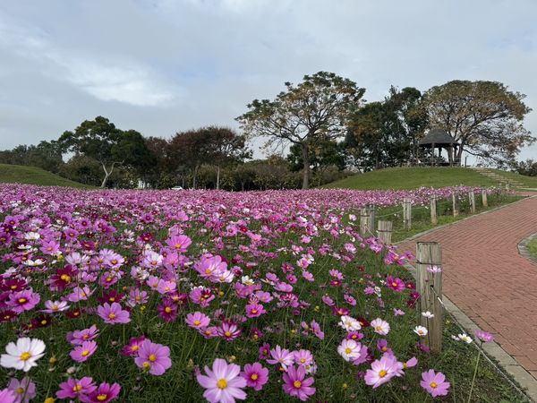 ▲后里環保公園-落雨松森林,后里環保公園花海將持續綻放至春節假期。（圖／台中市政府建設局提供）