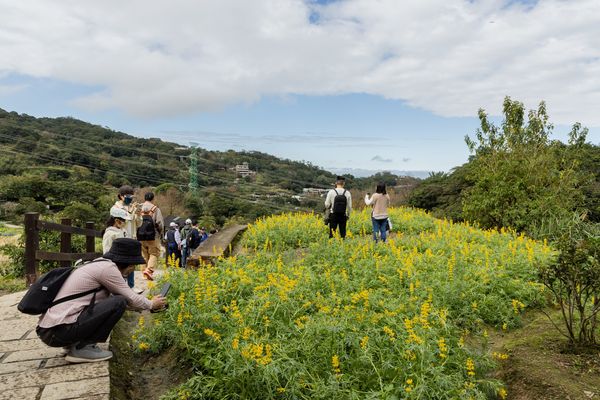 ▲樟樹步道魯冰花。（圖／大地處提供）