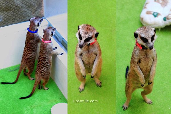 ▲▼OH MY ZOO寵物咖啡廳。（圖／萍子授權提供）
