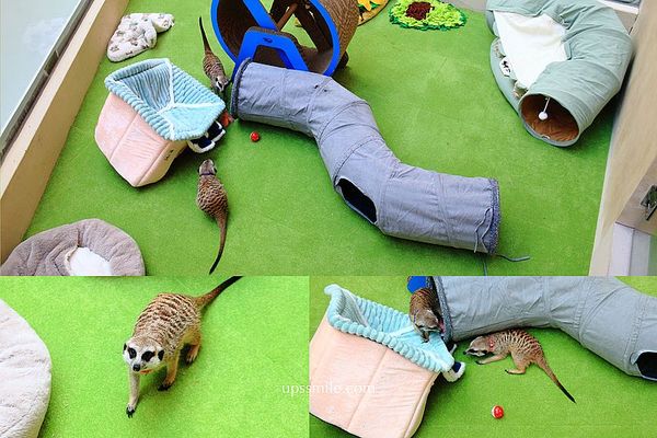 ▲▼OH MY ZOO寵物咖啡廳。（圖／萍子授權提供）