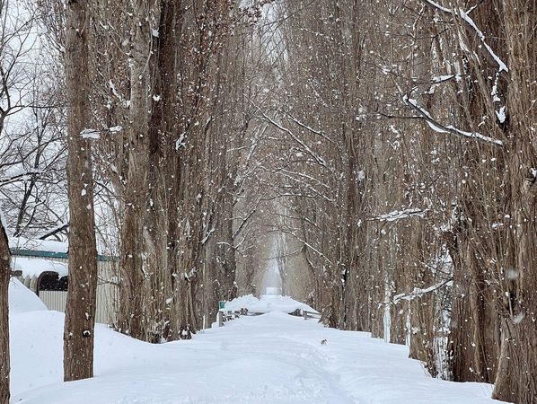 ▲▼北海道札幌。（圖／CJ夫人授權提供）