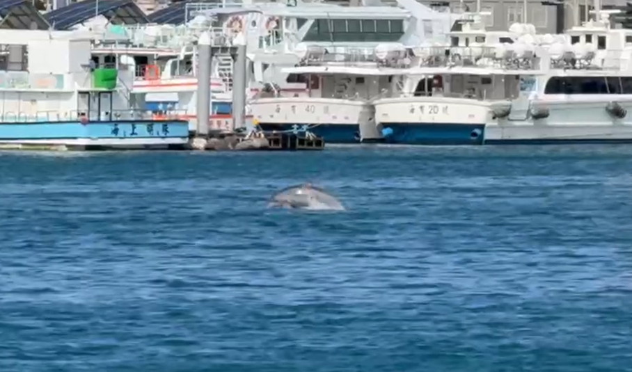 ▲▼澎湖馬公港小驚喜現身 海豚躍出海面嬉戲。（圖／記者陳韋男翻攝）