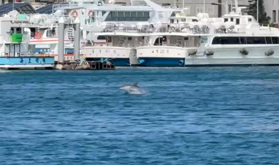 ▲▼澎湖馬公港小驚喜現身 海豚躍出海面嬉戲。（圖／記者陳韋男翻攝）