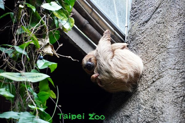 穿山甲館樹懶。（圖／台北市立動物園提供）