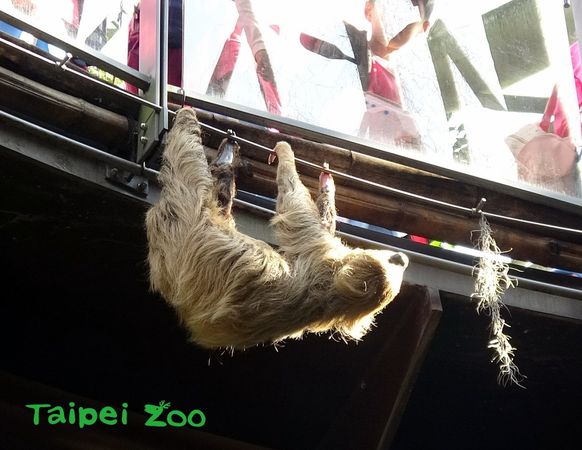 穿山甲館樹懶。（圖／台北市立動物園提供）