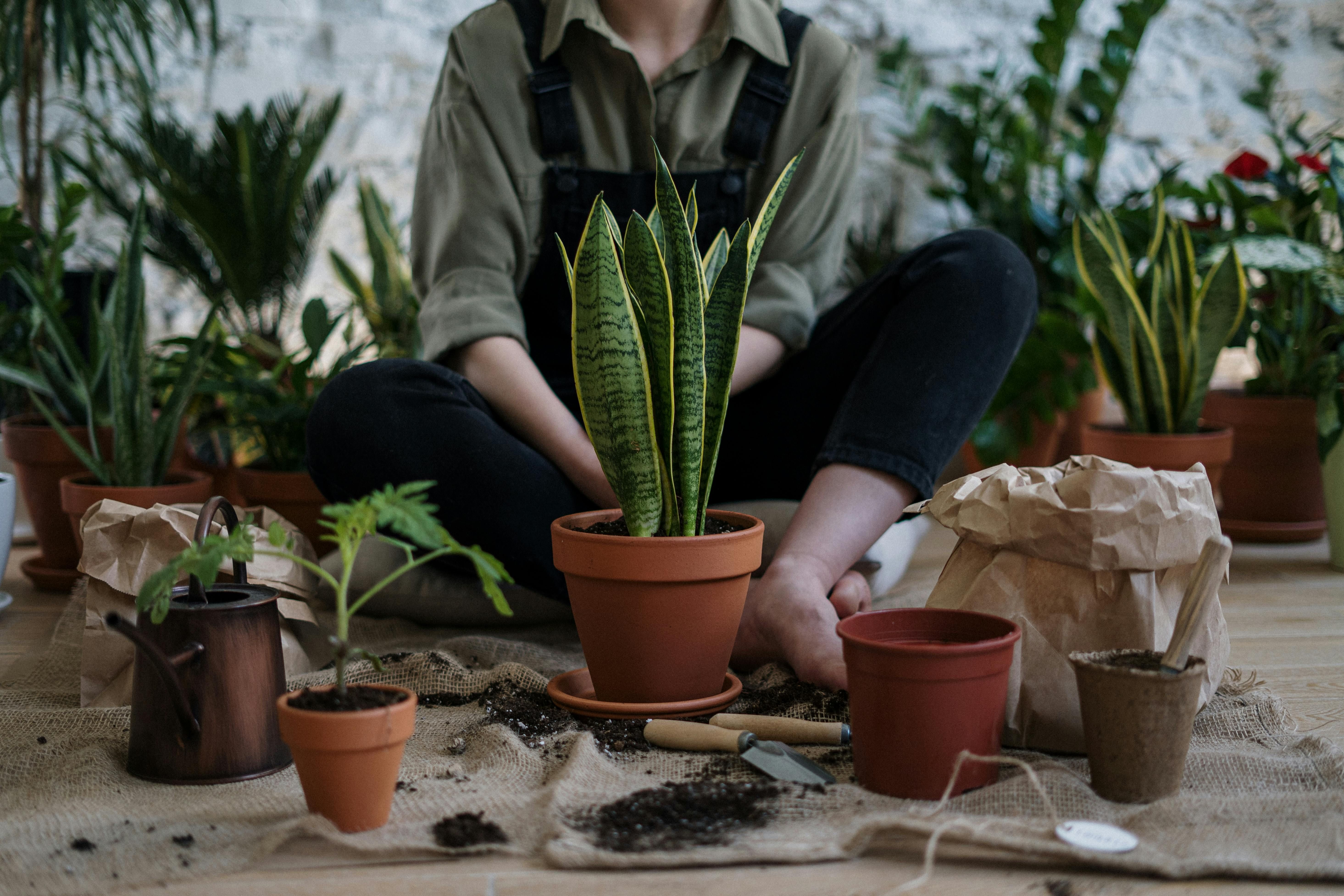 ▲▼過年,春節,植物,舒壓,綠色,居家。（圖／取自免費圖庫pexels）