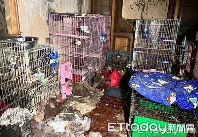 簡直寵物地獄！住處48隻貓犬曝屍　狠飼主辯「無力照顧」被起訴