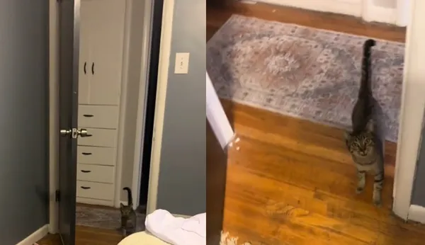 躺床上休息「臥室突然闖進一隻貓」　女莫名被收編傻：該怎麼辦。（圖／翻攝自TikTok／shes_a_hot_messbb）