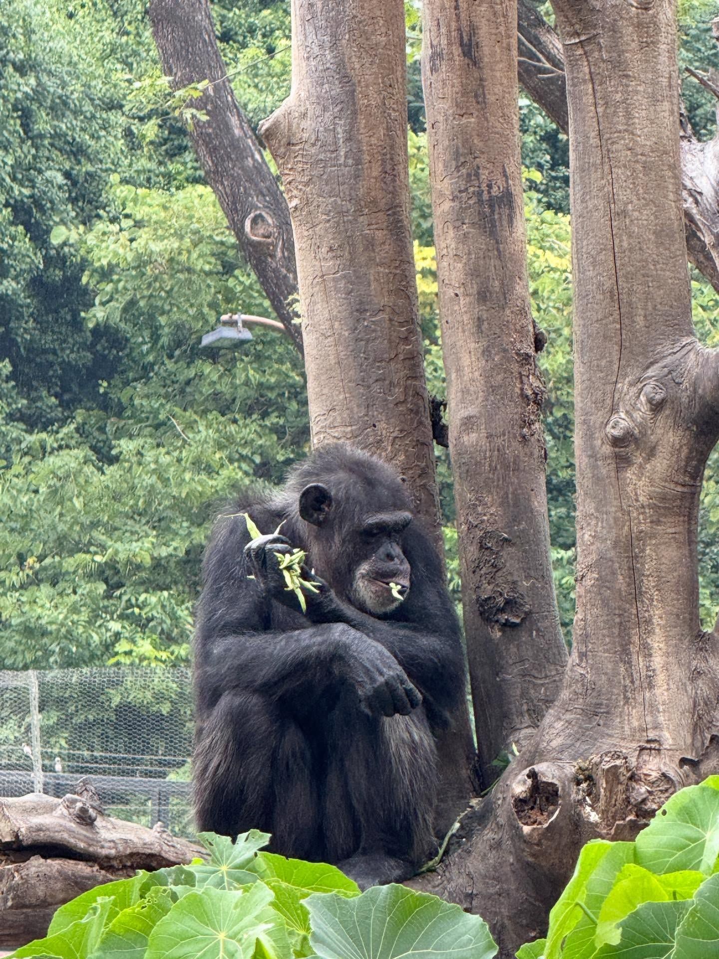 ▲▼       壽山動物園      。（圖／ Threads / 05_25_lai_tommy提供）