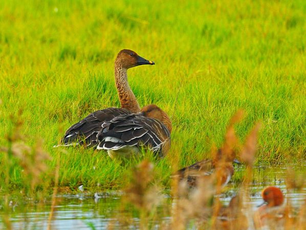 ▲▼茄萣溼地賞鳥             。（圖／高雄市茄萣區觀光發展協會提供）